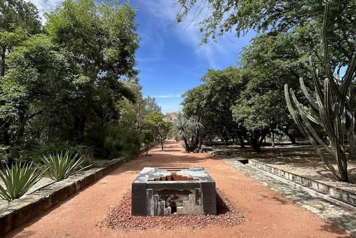 Cactáceas y plantas endémicas en el Jardín Etnobiológico de Oaxaca